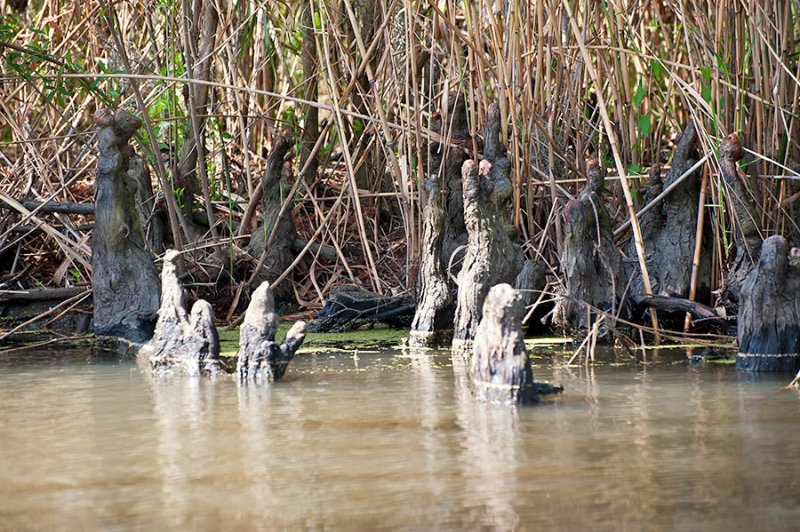 Swamp Cypress Knees