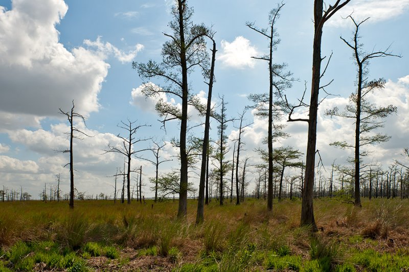 Bald Cypress At  The Swamp
