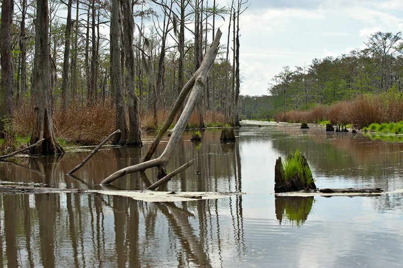 The Bayou LaBranche