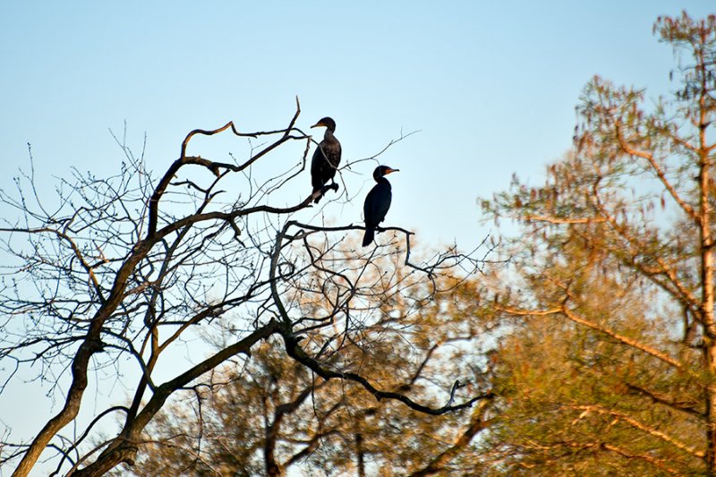 The Double-crested Cormorants