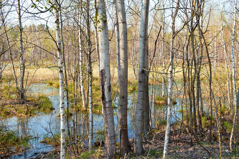 Birches And The Swamp