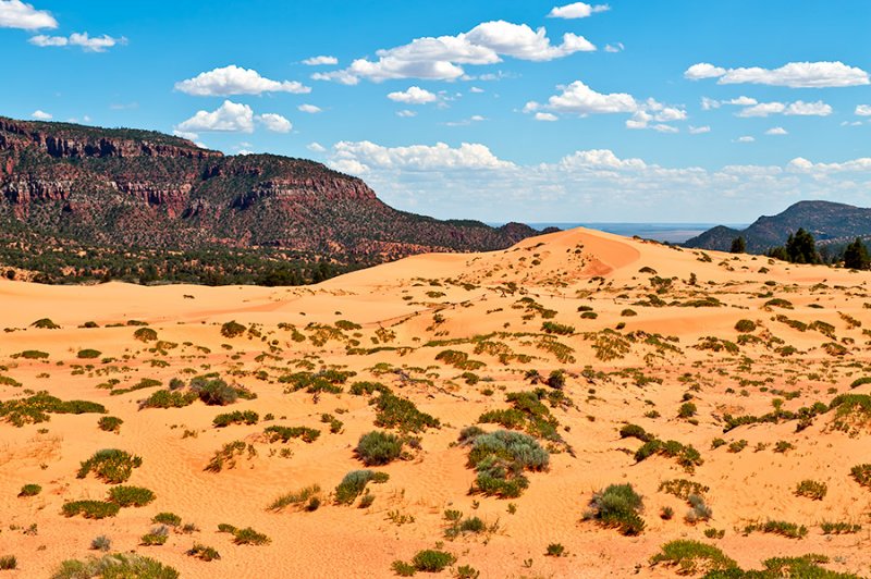 Coral Pink Sand Dunes