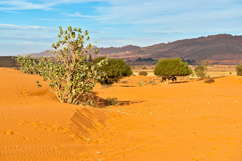 Golden Desert