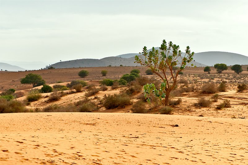 Golden Desert