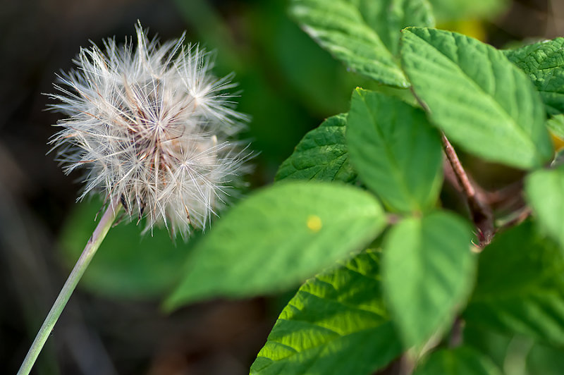 Dandelion