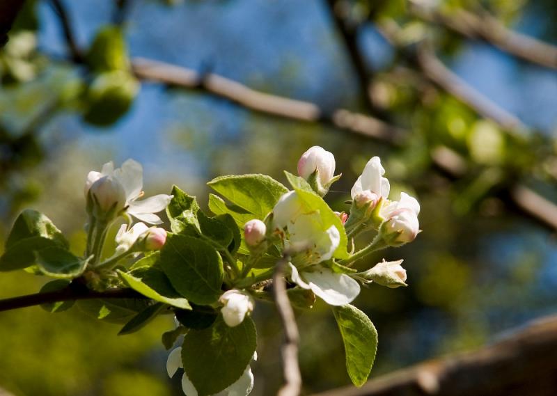 Apple Blossom