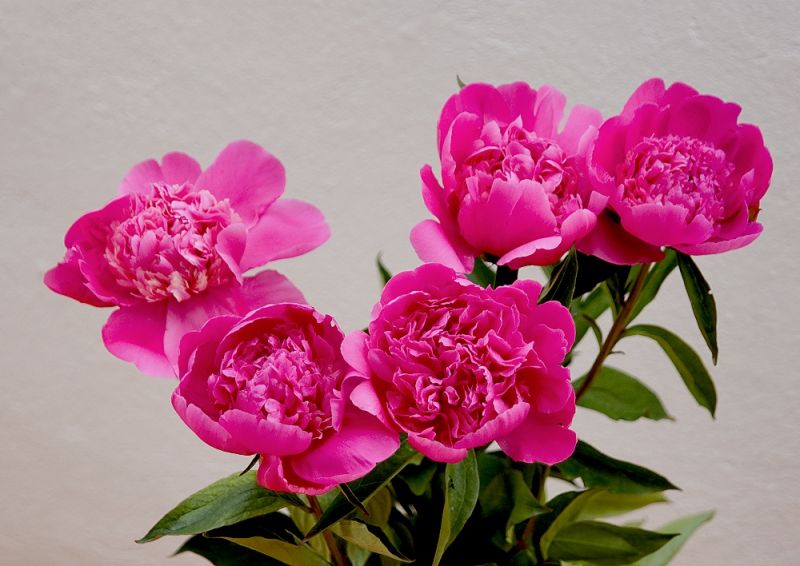 Peony