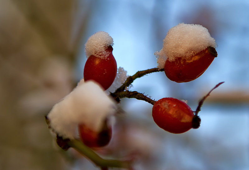 Winter Arrived