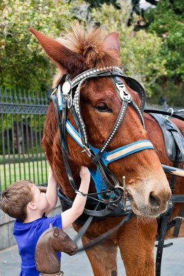 A Boy And A Mule