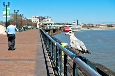 Seagull On The Riverfront