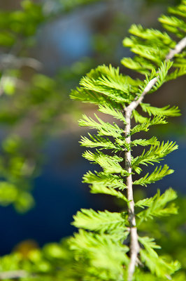 Bald Cypress Young Leaves