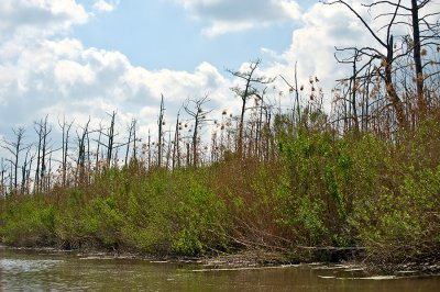 Cypress Swamp Slowly Dies