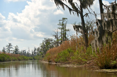 Spanish Moss At The Bayou