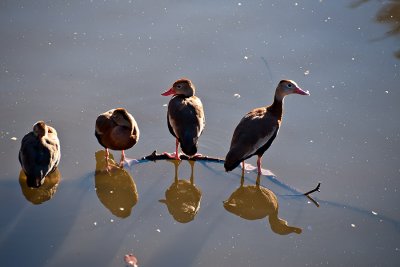 The Black-bellied Whistling-duck