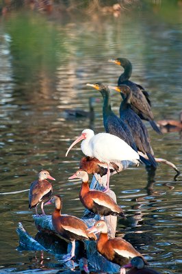 The Black-bellied Tree Ducks, White Ibis & Anhingas