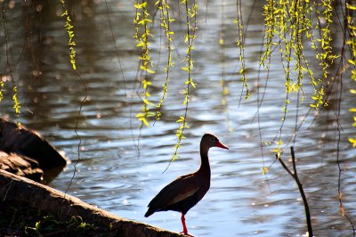 The Black-bellied Whistling-duck