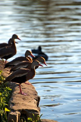 The Black-bellied Whistling-ducks