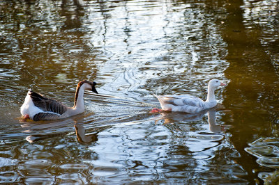 Audubon Park Geese