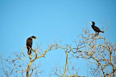 The Double-crested Cormorants