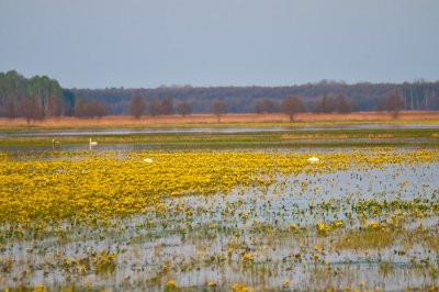 Biebrza River Wetlands With Swans And Marsh Marigold
