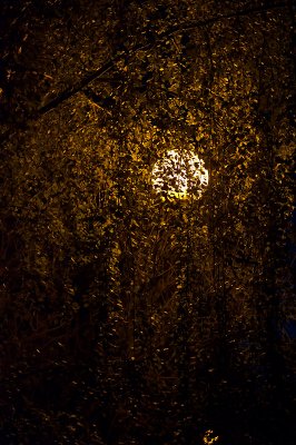 Lantern In The Birch Tree
