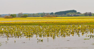 Biebrza River Wetlands And Marsh Marigold