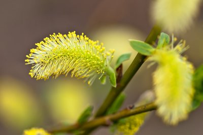 Spring Tree