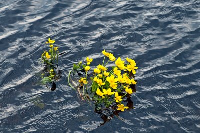 Marsh Marigolds In Water