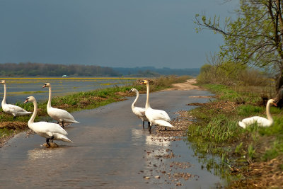 Swans On The Flooded Road