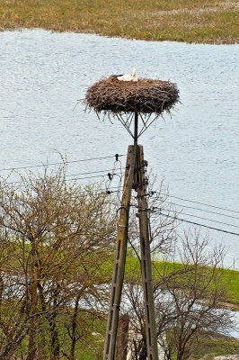 White Stork's Nest