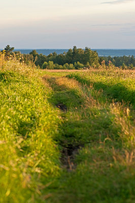 Pathway Among The Fields