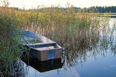 Hidden In The Reeds