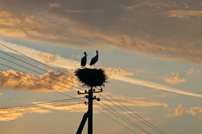 White Storks In Sunset