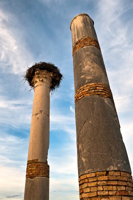Storks Nest On  Ancient  Column