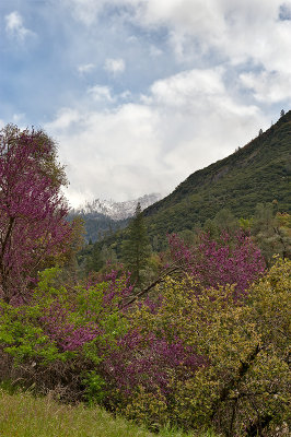 Spring In Yosemite