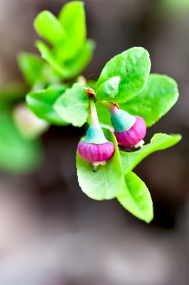 Blueberry Shrub