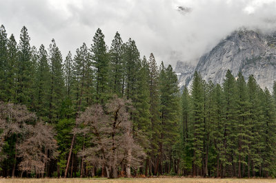 Low Clouds In Yosemite Valley