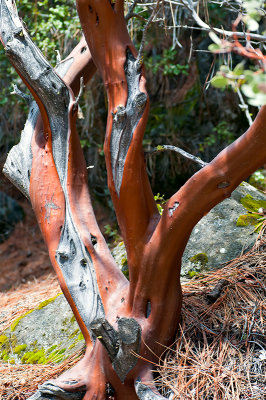 Manzanita Tree