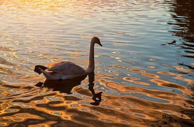 Symmetry On The Water