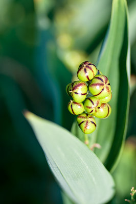 Buds