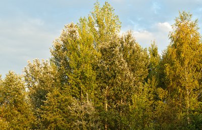 Trees In Blue Sky