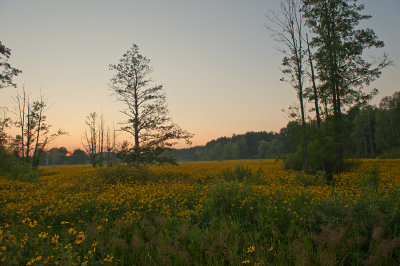 Sunset Full Of Flowers