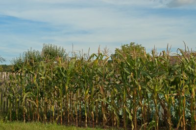 A Small Field Of Corn