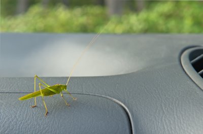 Visitor In My Car