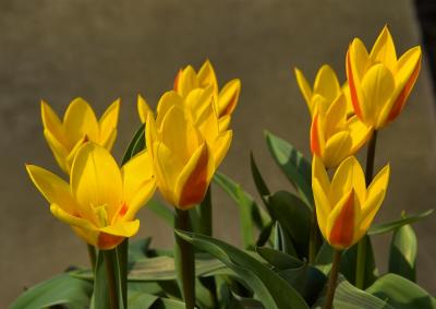 Yellow  Tulips