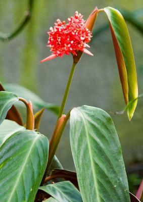 Maranta In Bloom