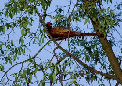 Pheasant On A Tree