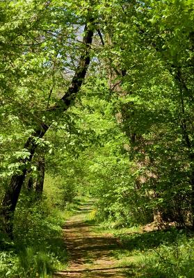 Spring In Green