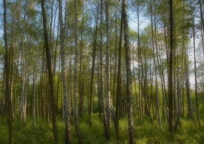 Afternoon In A Birch Forest