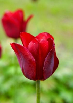 Red Tulips Of May
